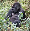 Susa group, mountain gorilla