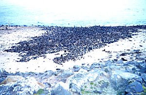 Thousands of fur-seals on a St. Paul beach - a fur seal rookery