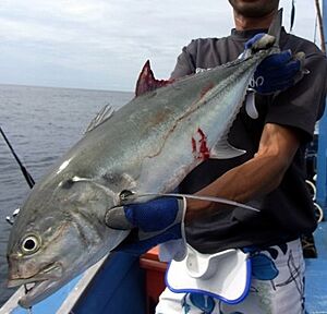 Tille trevally Palau