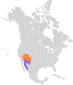 Toxostoma bendirei map.svg