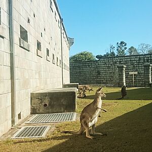 Trial bay gaol and wallabies