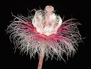 Verticordia huegelii var. huegelii - Flickr - Kevin Thiele.jpg