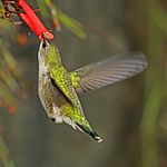 Vervain hummingbird (Mellisuga minima) feeding