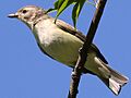 Vireo gilvus-perched