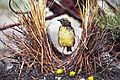 Western Bowerbird 0A2A0436