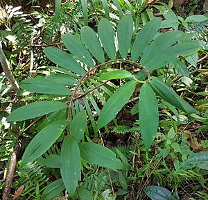 Wild crêpe ginger (Cheilocostus speciosus) - Bukidnon, Philippines 01.jpg