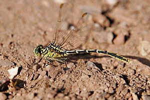 Yellow-striped hunter dragonfly.jpg