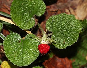 コバノフユイチゴ Rubus pectinellus.JPG