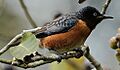 斑翅椋鸟 Spot-winged Starling (Saroglossa spilopterus) (cropped)