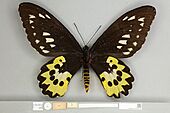 013605272 Ornithoptera rothschildi ventral female Syntype