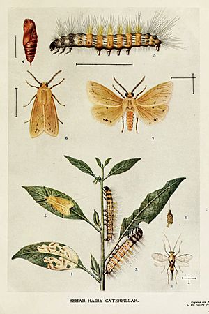 31-Indian-Insect-Life - Harold Maxwell-Lefroy - Diacrisia-obliqua