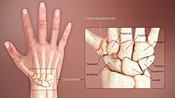 3D Medical Animation Human Wrist.jpg