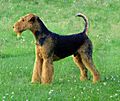 Airedale-terrier-charles14m