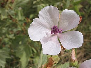 Althea officinalis flor