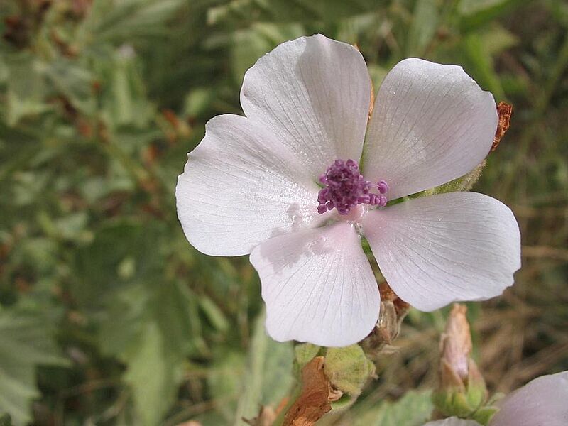 Althea officinalis flor