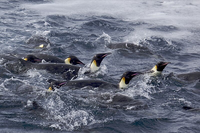Aptenodytes forsteri -Antarctica -swimming-8