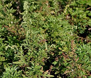 Artemisia nilagirica W IMG 3104