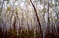 Aspen forest in Yukon Flats National Wildlife Refuge
