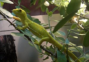 Auckland Green Gecko at Kiwi Birdlife Park.jpg