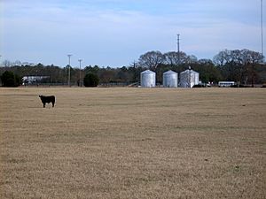 A pasture on the edge of Tar Heel