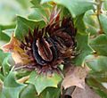 A whorl of leaves surround a whorl of narrow brown involucral bracts, which in turn surround a dark brown Structure tht looks a bit like an open mouth, with which is a light brown winged structure, the seed separate.