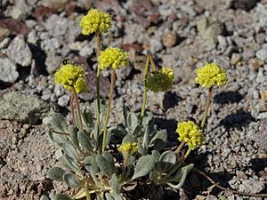 Beatley buckwheat, Eriogonum rosense var. beatleyae (32648765757)