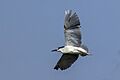 Black-crowned night heron (Nycticorax nycticorax) in flight