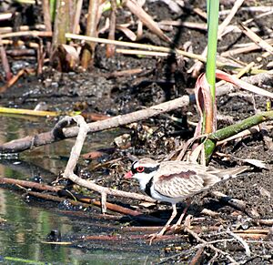 Black-fronted Dotterel