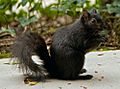 Black squirrel in Santa Clara CA
