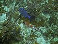 Blue Tang and Squirrelfish