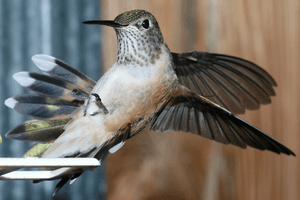 Broad-tailed hummingbird female landing at feeder