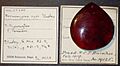 Burmomyrma rossi BMNHP19125 02
