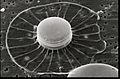 CSIRO ScienceImage 7632 SEM diatom