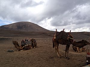 Camel riding at Macher, Lanzarote