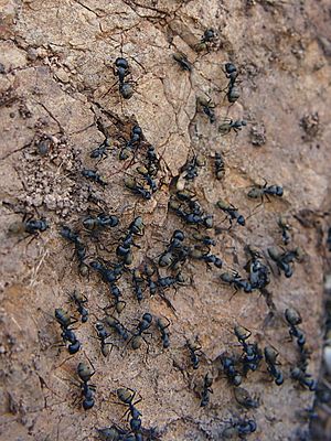 Camponotus aeneopilosus swarm