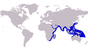 Carangoides coeruleopinnatus distribution.png