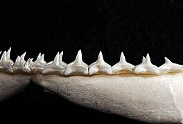 Carcharhinus signatus lower teeth