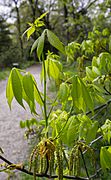 Carya glabra leaves