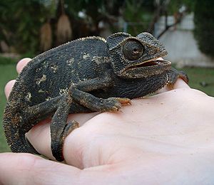 Chamaeleo chamaeleon skræmte således sort