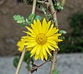 Chrysanthemum indicum 11012013