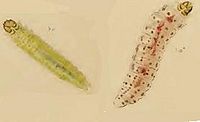 Chrysoesthia drurella larvae