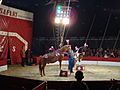 Cirkus Safari u Čakovcu - konji