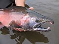 Coho salmon