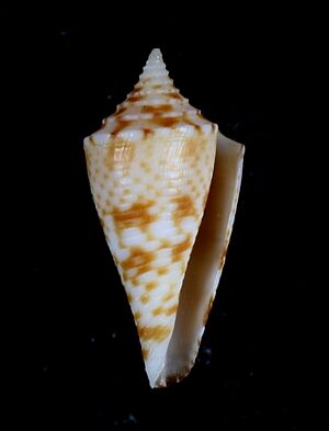 Conus eugrammatus.JPG