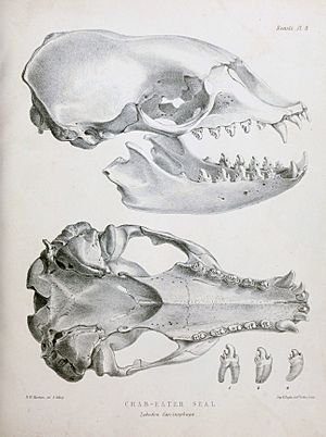 Crâne de Phoque crabier