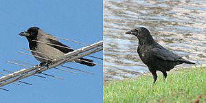 Crow subspecies