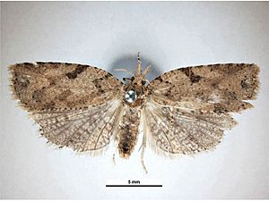 Ctenopseustis obliquana female.jpg
