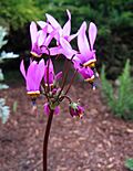 Dodecatheon by pfly.jpg