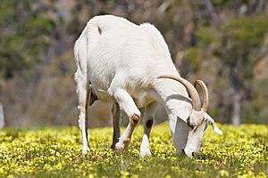 Domestic goat feeding on capeweed