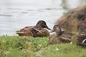 Ducks in Espoo